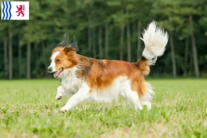 Read more about the article Dutch Kooikerhondje breeders and puppies in Nouvelle-Aquitaine