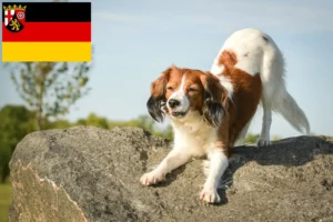 Read more about the article Dutch Kooikerhondje breeders and puppies in Rhineland-Palatinate