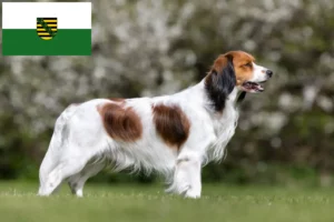 Read more about the article Dutch Kooikerhondje breeders and puppies in Saxony