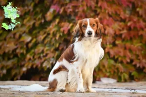 Read more about the article Dutch Kooikerhondje breeders and puppies in Sjælland