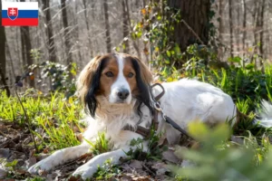 Read more about the article Dutch Kooikerhondje breeders and puppies in Slovakia