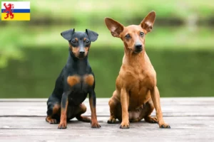 Read more about the article Miniature Pinscher breeder and puppies in Limburg