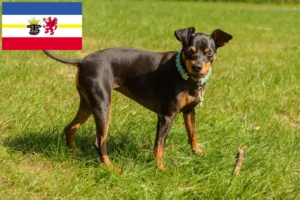 Read more about the article Dwarf Pinscher breeders and puppies in Mecklenburg-Vorpommern