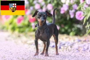 Read more about the article Dwarf Pinscher breeders and puppies in Saarland