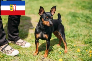 Read more about the article Miniature Pinscher breeders and puppies in Schleswig-Holstein