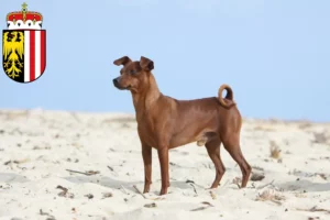 Read more about the article Miniature Pinscher breeders and puppies in Upper Austria