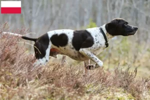 Read more about the article English Pointer breeders and puppies in Poland