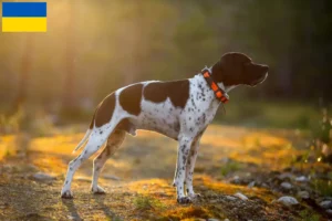 Read more about the article English Pointer breeders and puppies in Ukraine