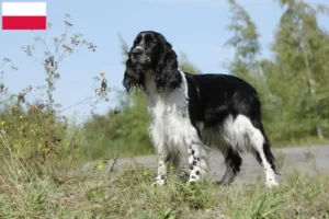 Read more about the article English Springer Spaniel breeders and puppies in Poland