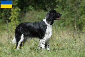 Read more about the article English Springer Spaniel breeders and puppies in Ukraine