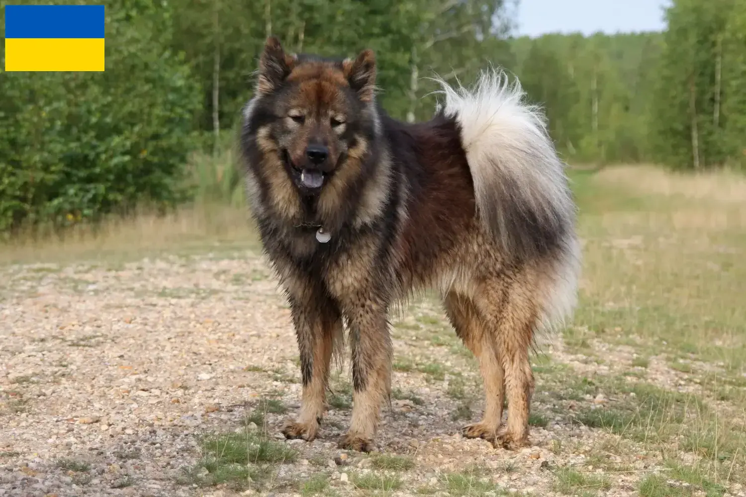 Read more about the article Eurasier breeders and puppies in Ukraine