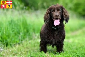 Read more about the article Field Spaniel breeders and puppies in Auvergne-Rhône-Alpes