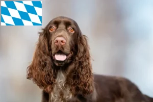 Read more about the article Field Spaniel breeders and puppies in Bavaria