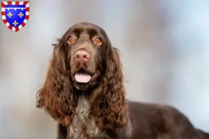 Read more about the article Field Spaniel breeders and puppies in Centre-Val de Loire