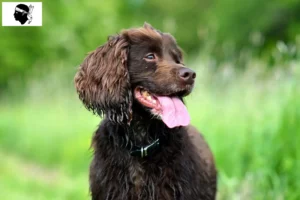 Read more about the article Field Spaniel breeders and puppies in Corsica