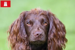 Read more about the article Field Spaniel breeders and puppies in Hamburg