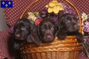 Read more about the article Field Spaniel breeders and puppies in Île-de-France