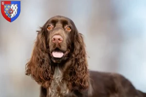 Read more about the article Field Spaniel breeders and puppies in Pays de la Loire