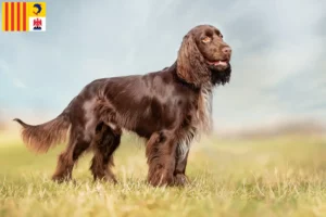 Read more about the article Field Spaniel breeders and puppies in Provence-Alpes-Côte d’Azur