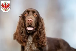 Read more about the article Field Spaniel breeders and puppies in Tirol