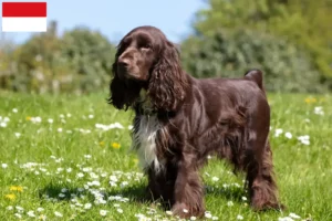 Read more about the article Field Spaniel breeders and puppies in Vienna