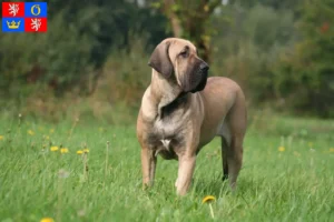 Read more about the article Fila Brasileiro breeders and puppies in Hradec Králové