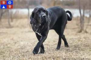 Read more about the article Fila Brasileiro breeders and puppies in Liberec