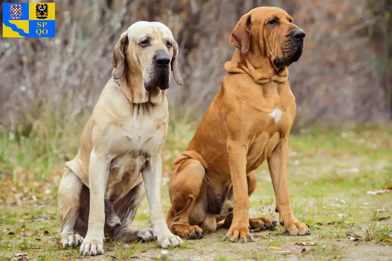Read more about the article Fila Brasileiro breeders and puppies in Olomouc
