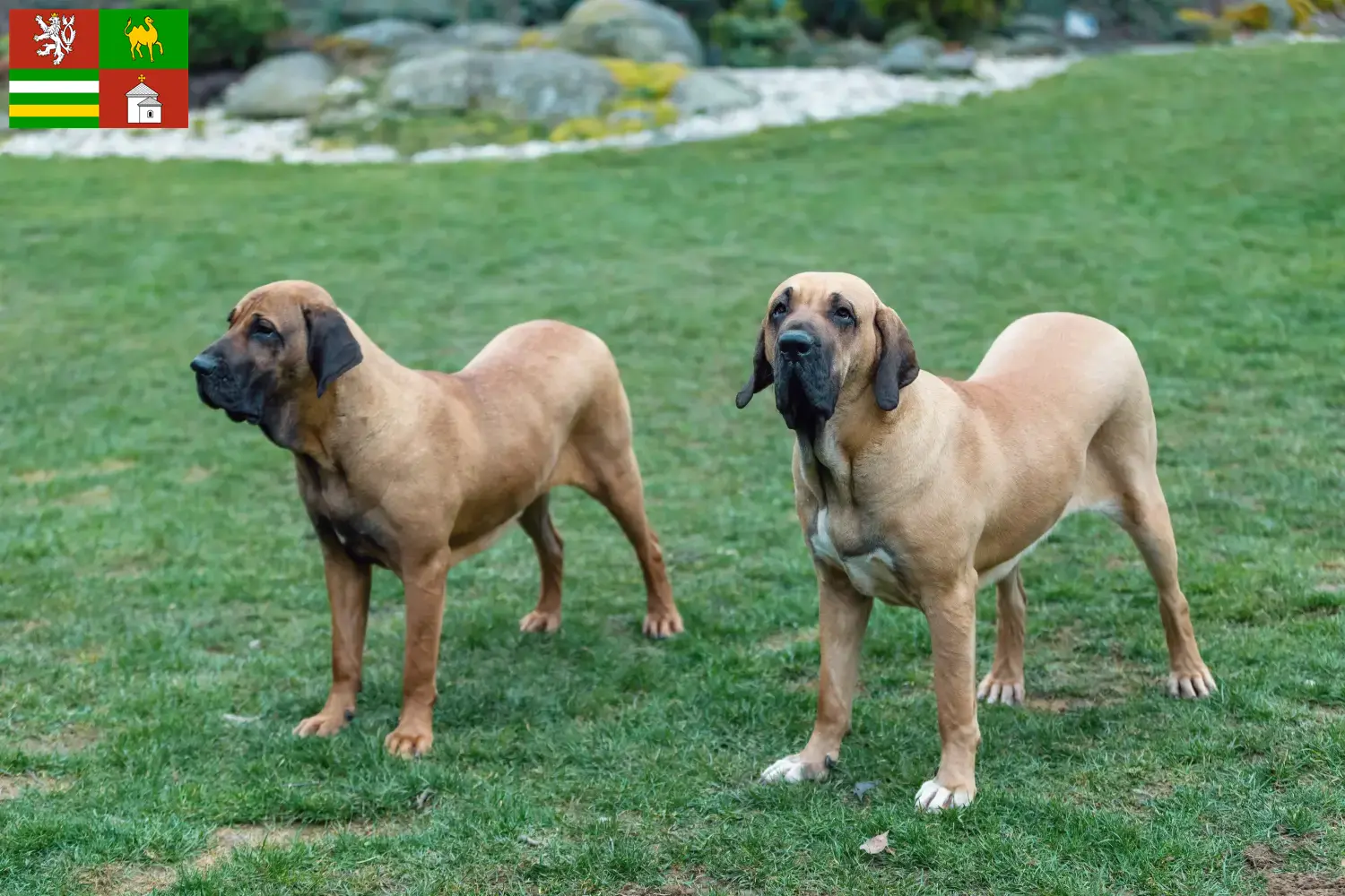 Read more about the article Fila Brasileiro breeders and puppies in Pilsen