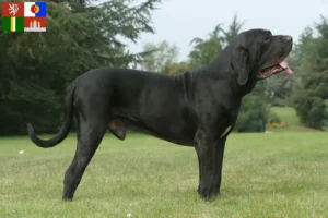 Read more about the article Fila Brasileiro breeders and puppies in South Bohemia