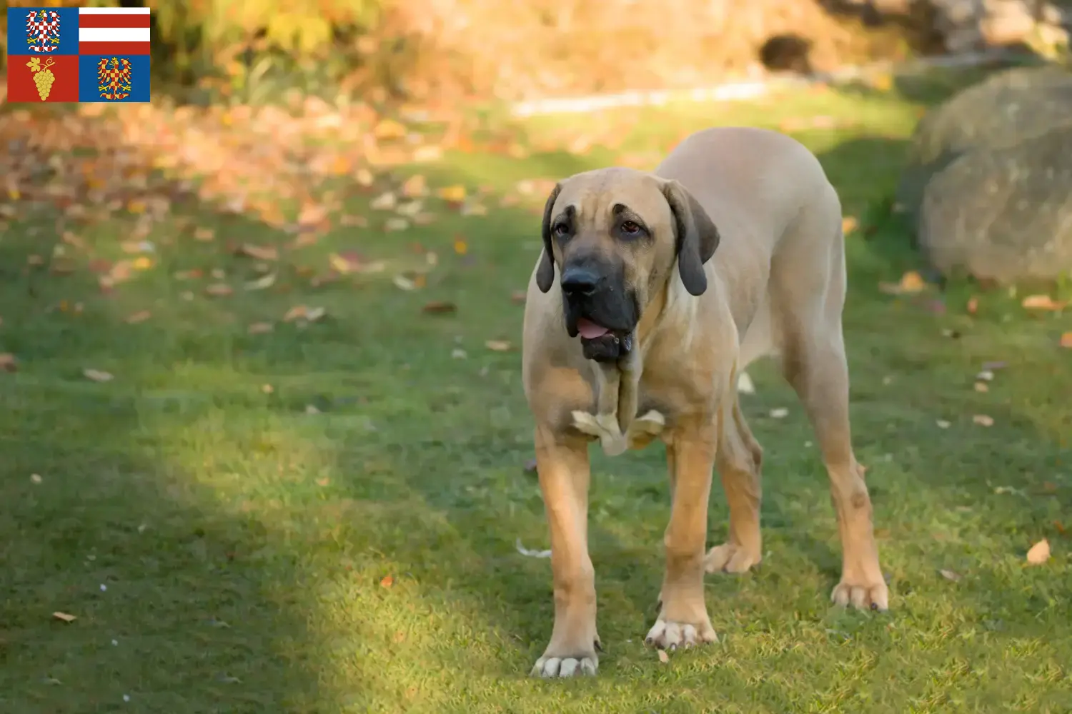 Read more about the article Fila Brasileiro breeders and puppies in South Moravia