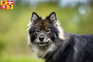 Read more about the article Finnish Lapphund breeders and puppies in Auvergne-Rhône-Alpes