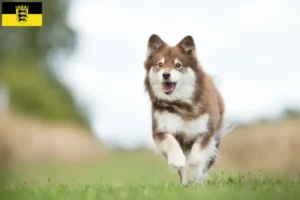 Read more about the article Finnish Lapphund breeders and puppies in Baden-Württemberg