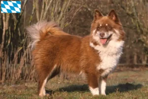 Read more about the article Finnish Lapphund breeders and puppies in Bavaria