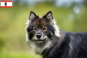 Read more about the article Finnish Lapphund breeder and puppies in Berlin