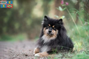 Read more about the article Finnish Lapphund breeders and puppies in Bourgogne-Franche-Comté