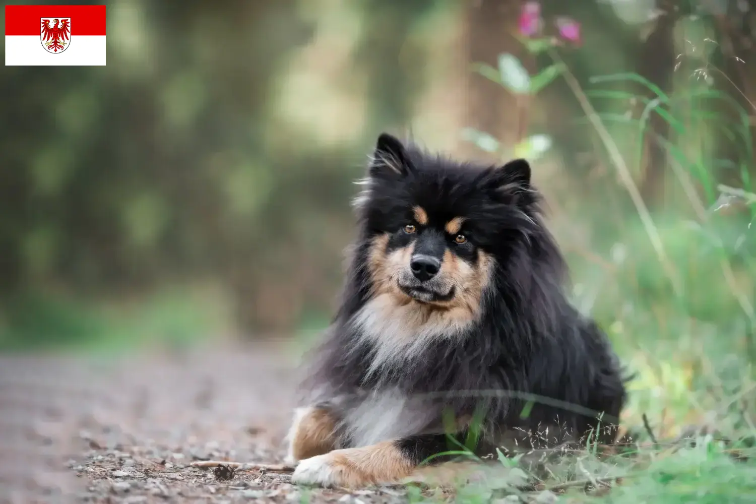 Read more about the article Finnish Lapphund breeders and puppies in Brandenburg