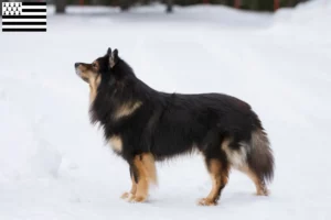 Read more about the article Finnish Lapphund breeders and puppies in Brittany