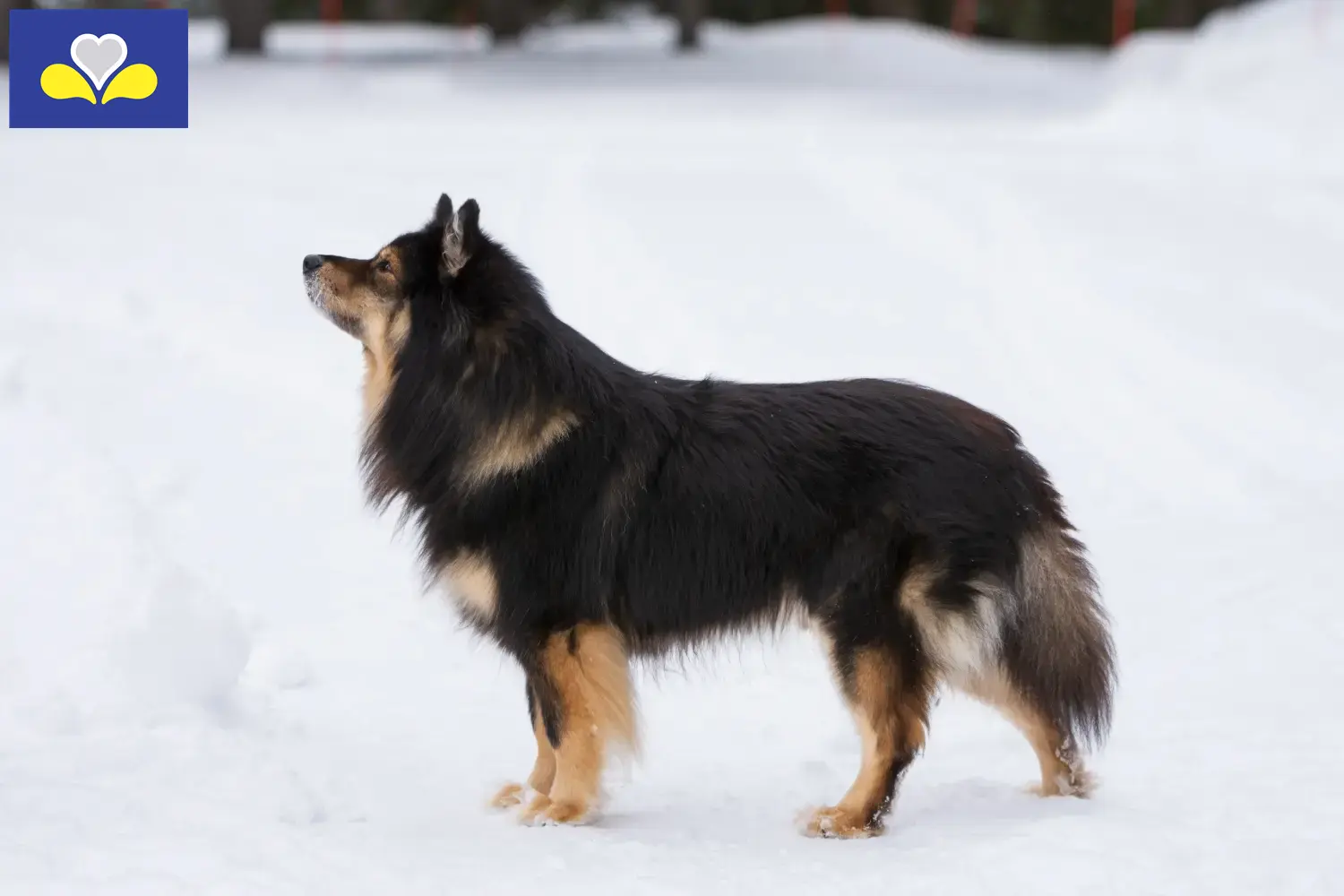 Read more about the article Finnish Lapphund breeders and puppies in the Brussels-Capital Region