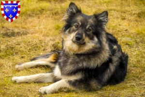 Read more about the article Finnish Lapphund breeder and puppies in Centre-Val de Loire