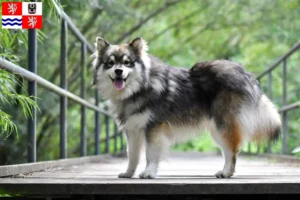 Read more about the article Finnish Lapphund breeder and puppies in Central Bohemia