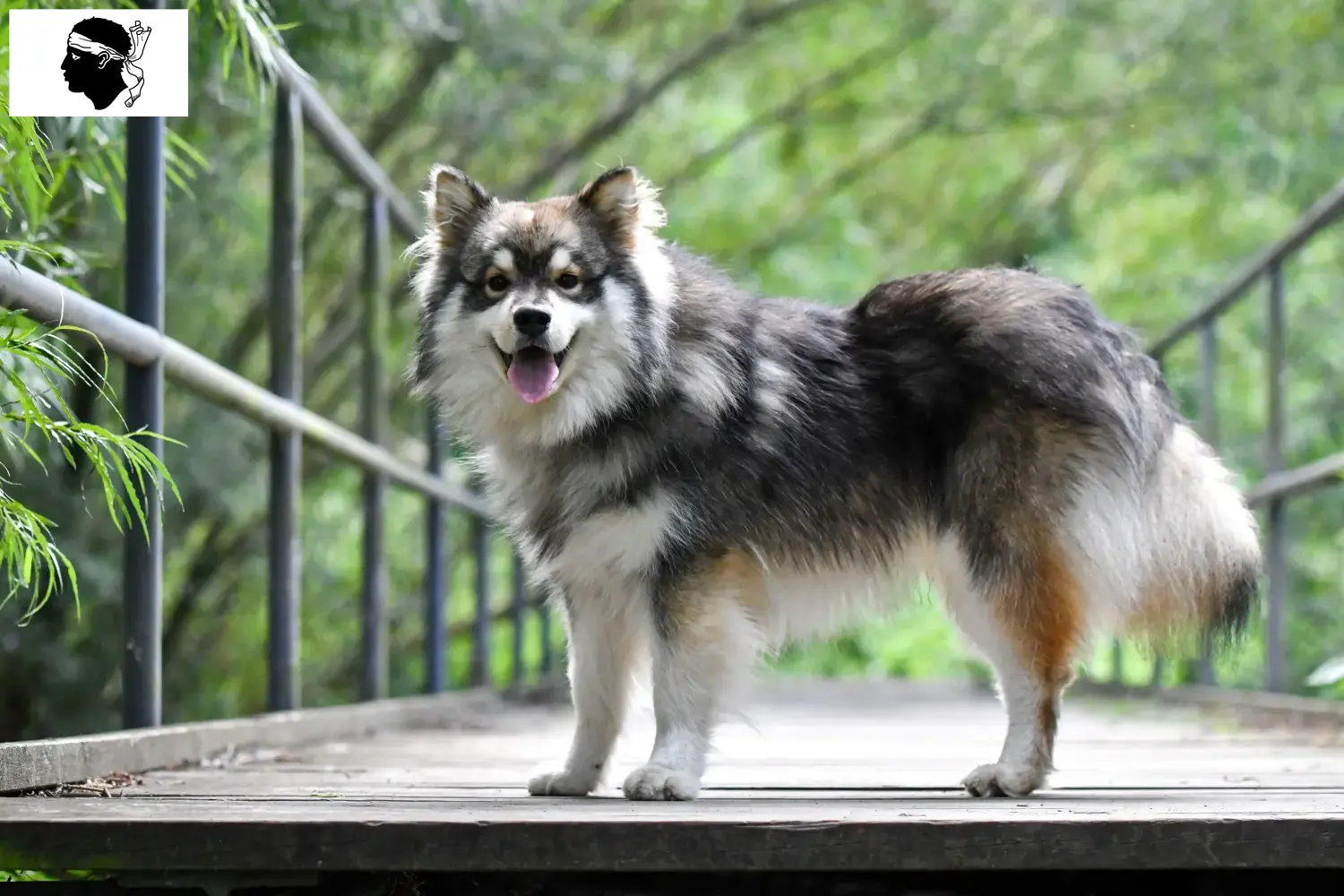 Read more about the article Finnish Lapphund breeders and puppies in Corsica