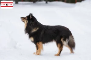 Read more about the article Finnish Lapphund breeders and puppies in Drenthe