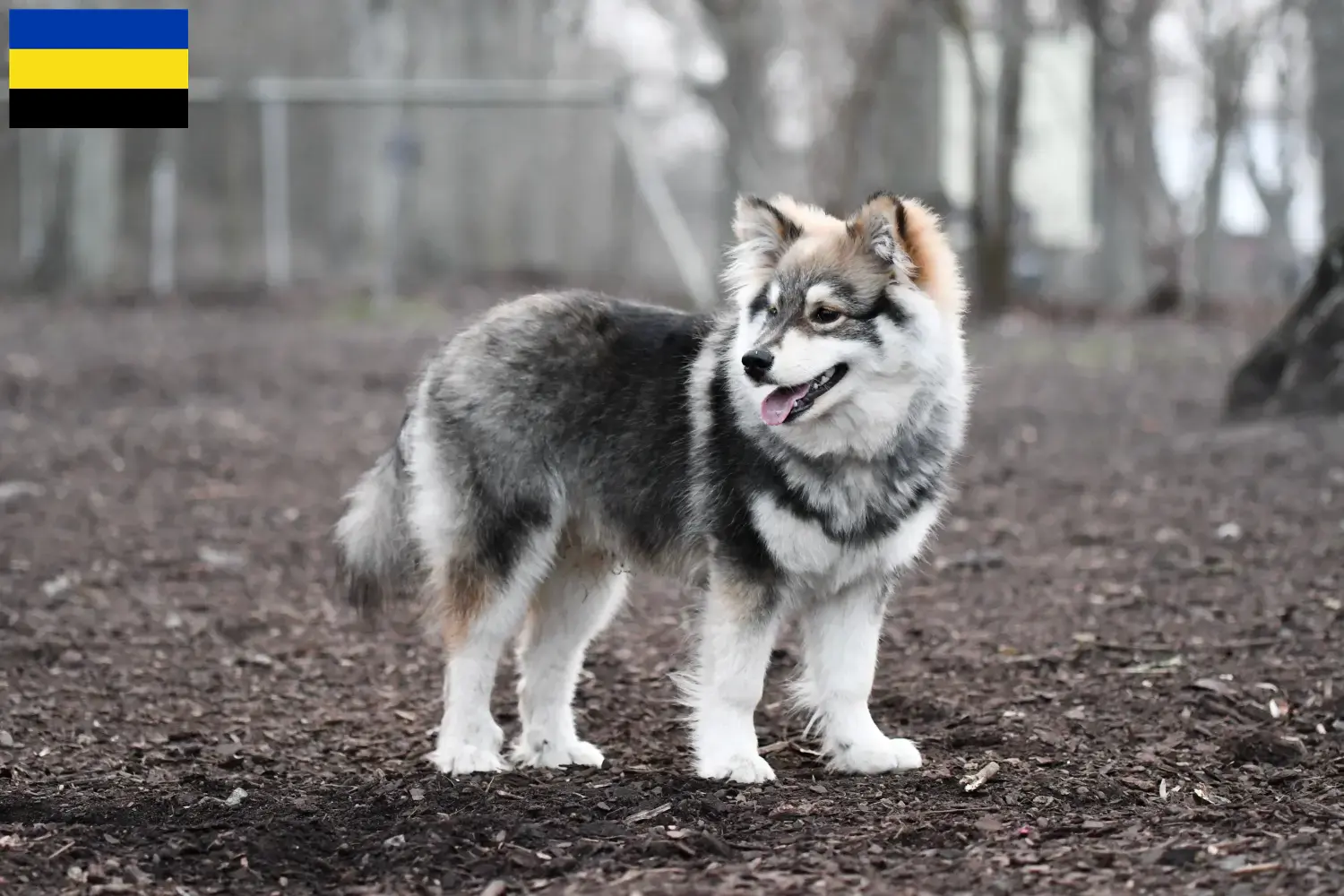 Read more about the article Finnish Lapphund breeders and puppies in Gelderland