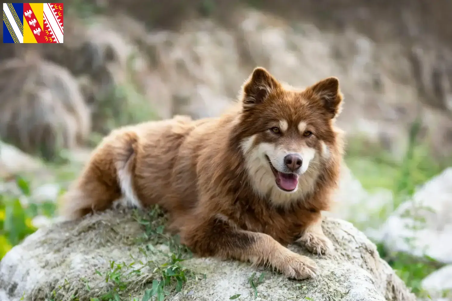 Read more about the article Finnish Lapphund breeder and puppies in Grand Est