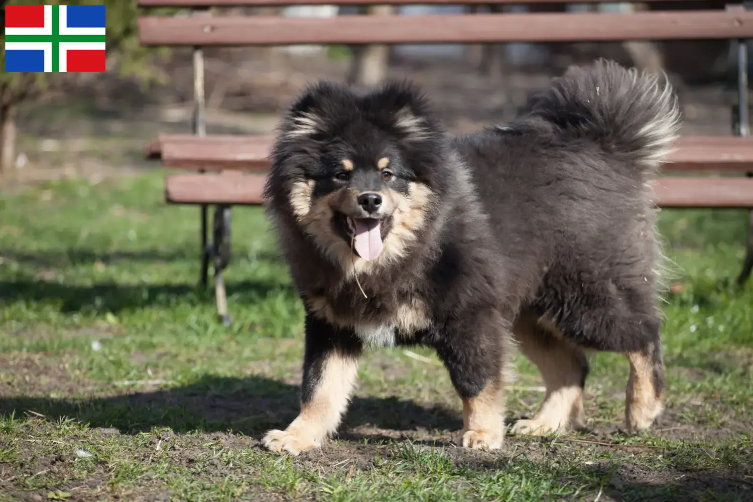 Read more about the article Finnish Lapphund breeder and puppies in Groningen