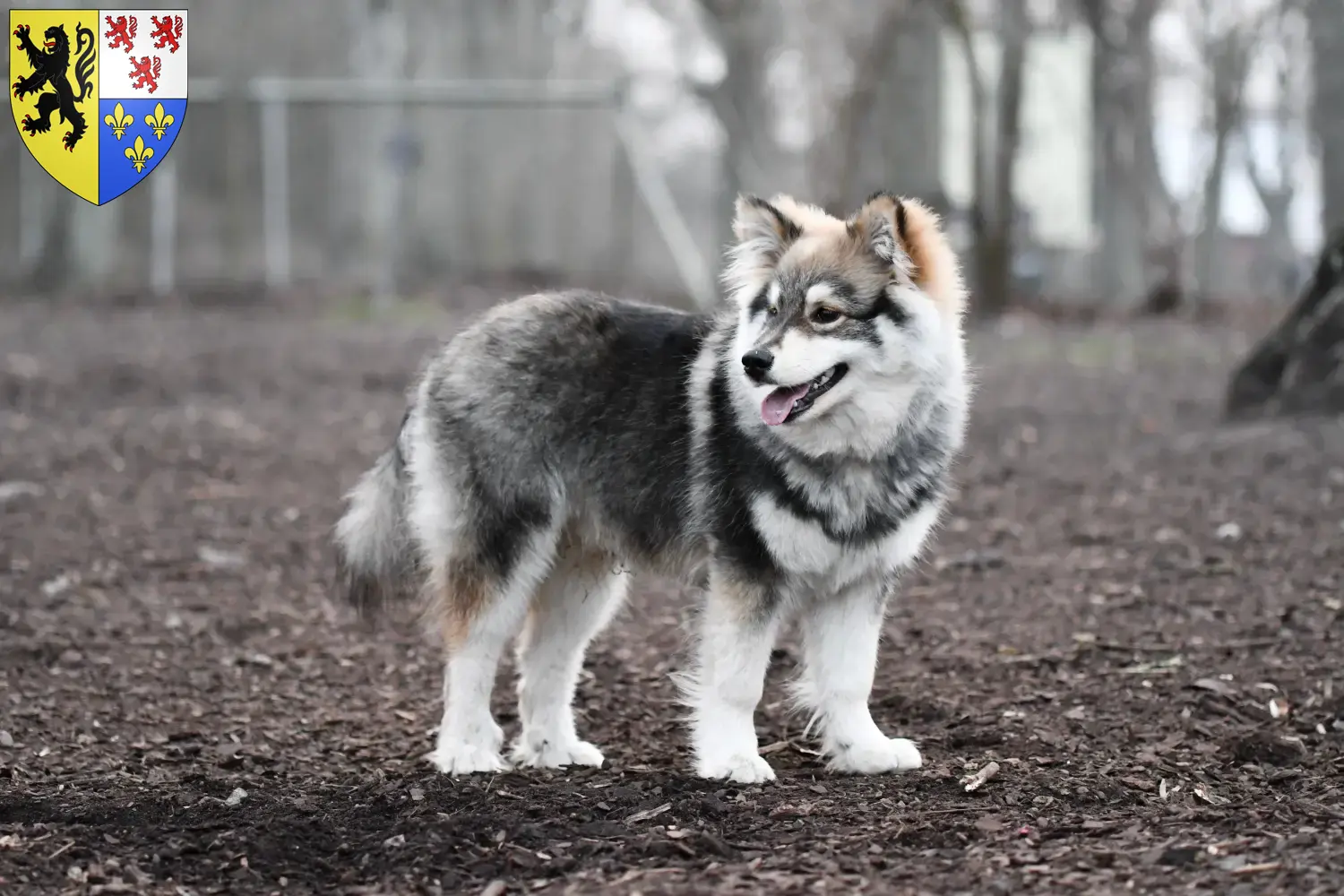 Read more about the article Finnish Lapphund breeder and puppies in Hauts-de-France