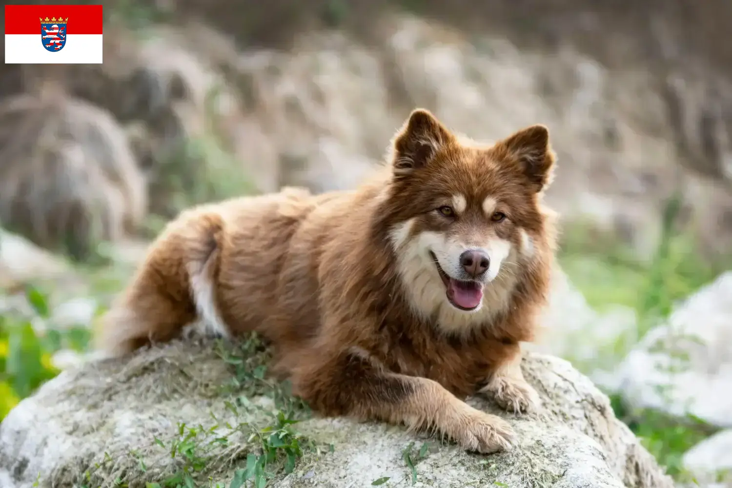 Read more about the article Finnish Lapphund breeders and puppies in Hesse