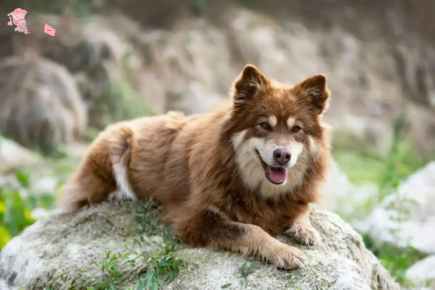 Read more about the article Finnish Lapphund breeder and puppies in Hovedstaden