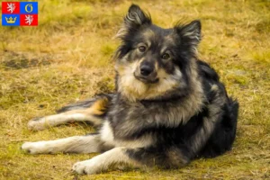 Read more about the article Finnish Lapphund breeder and puppies in Hradec Králové